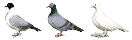 Pigeons 72.jpg